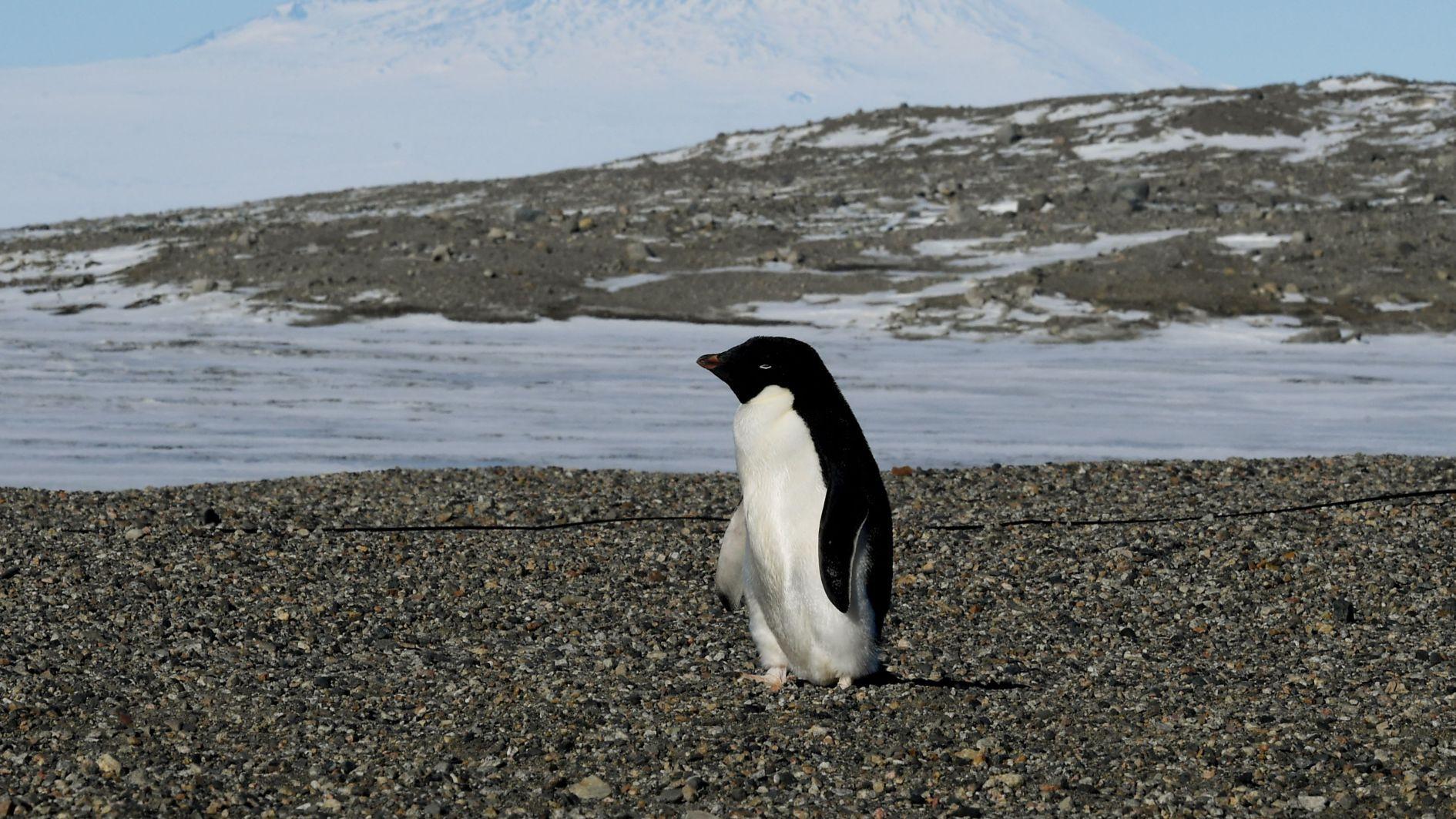 Antarctic penguin breeding is heating up sooner