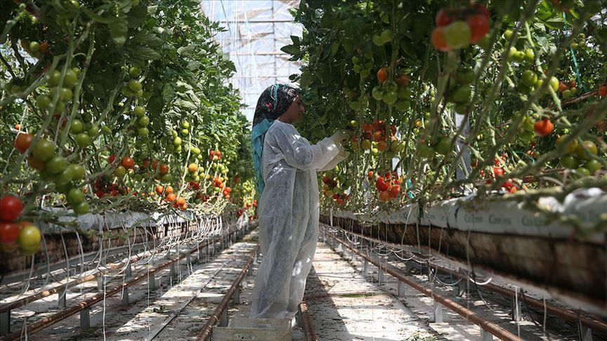 Country ranks fourth globally in greenhouse production
