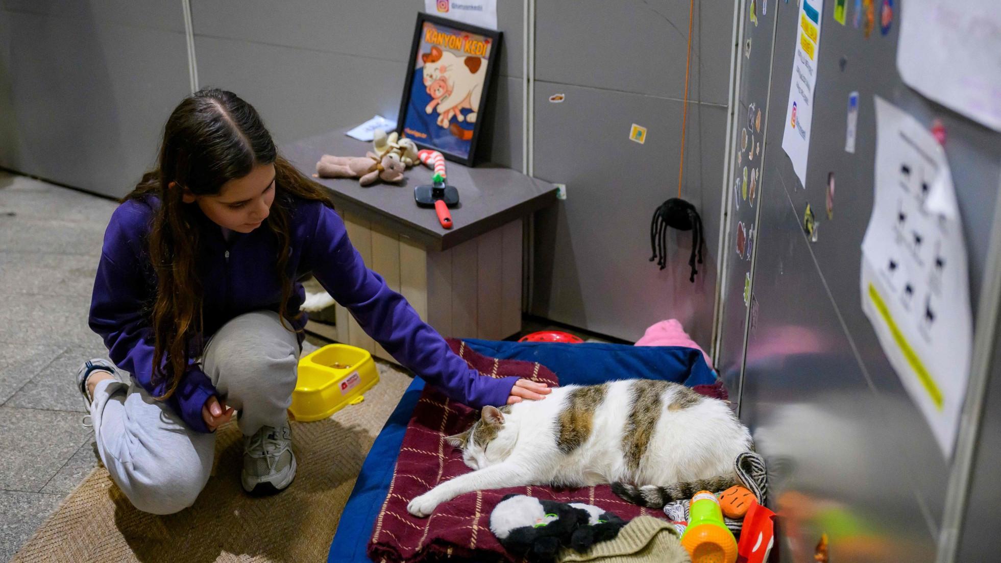 Istanbul’s enduring love affair with cats