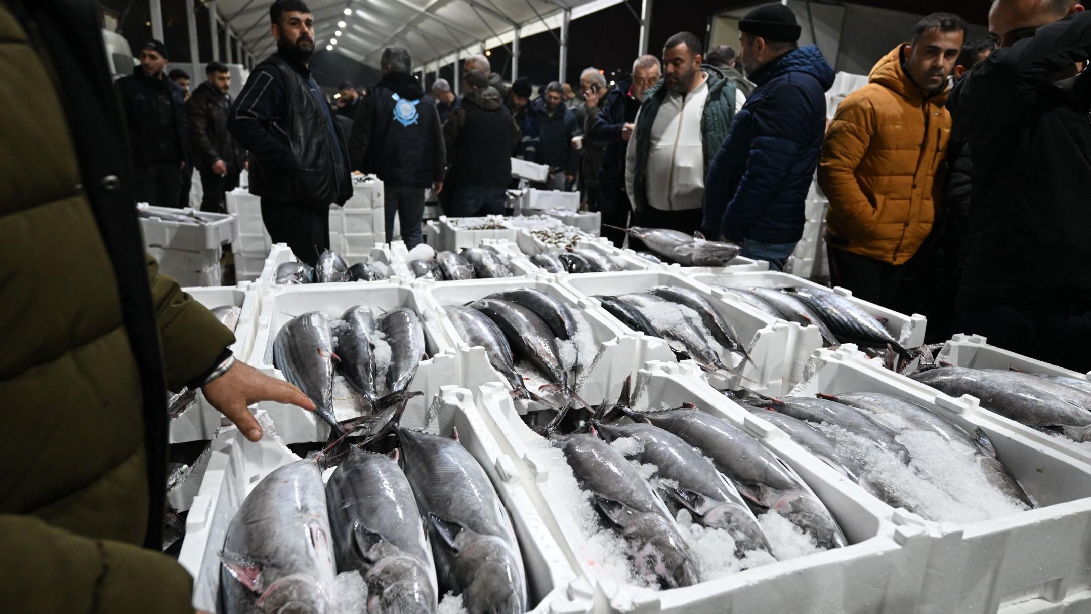 Rare fish species torik returns to Marmara Sea after 40 years