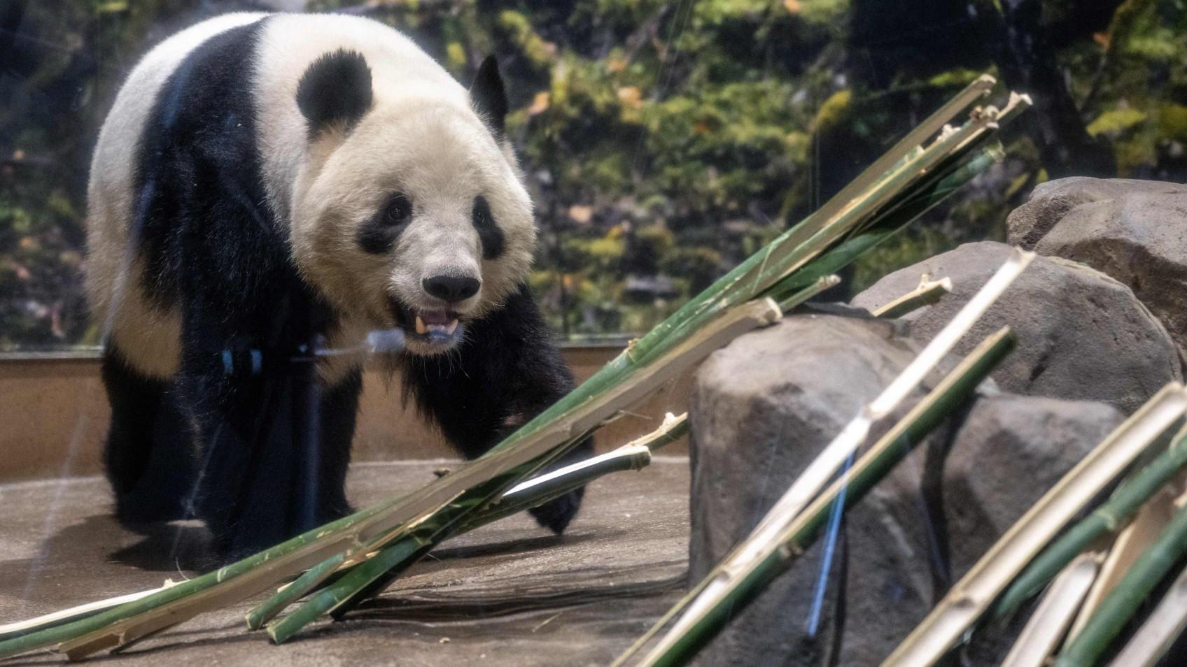 The last 2 pandas in Japan leave for China as ties are strained
