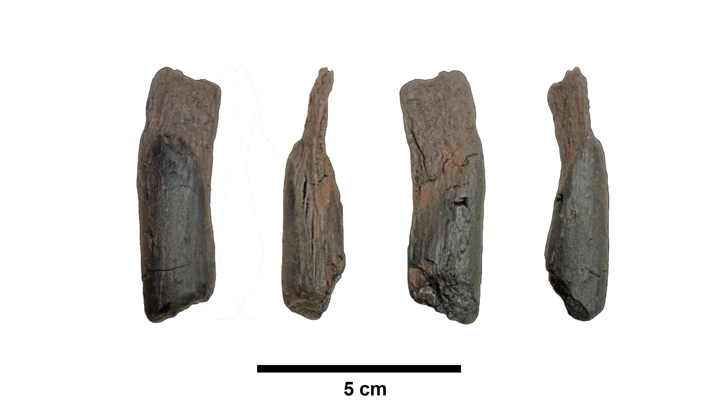 Scientists recover the oldest wooden tools from a site in Greece