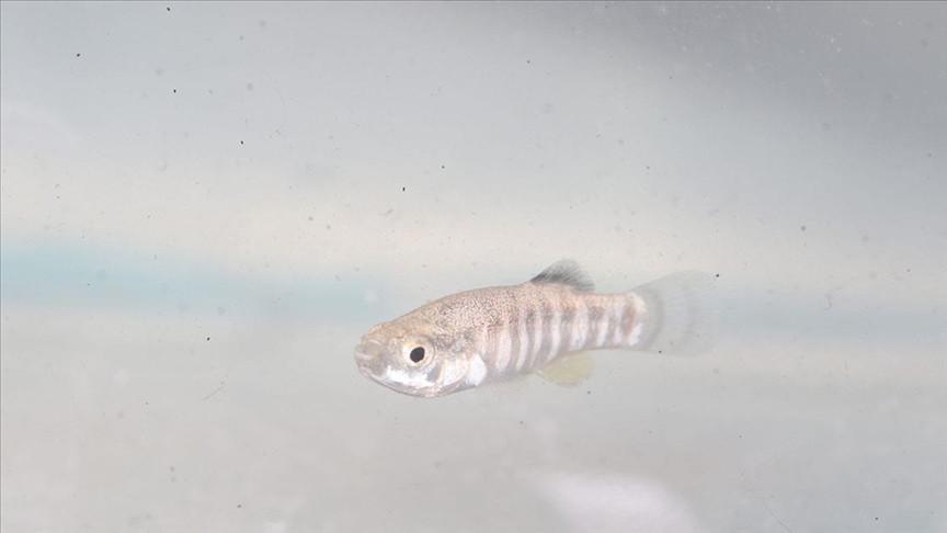 Endangered fish under protection at Istanbul Aquarium