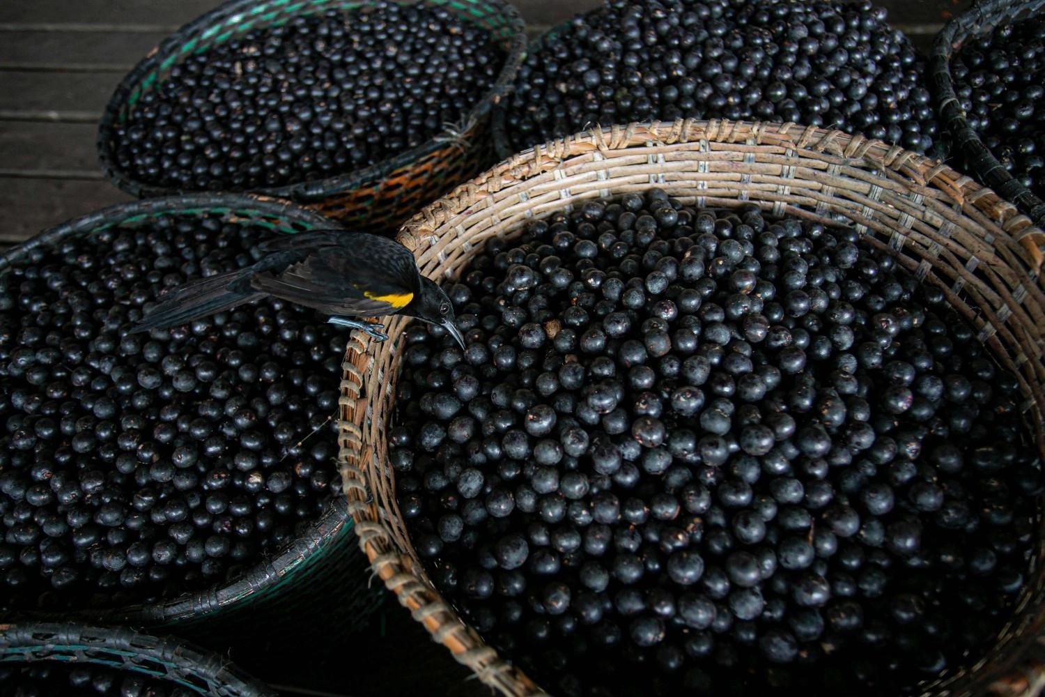 Brazil declares acai a national fruit to ward off 'biopiracy'