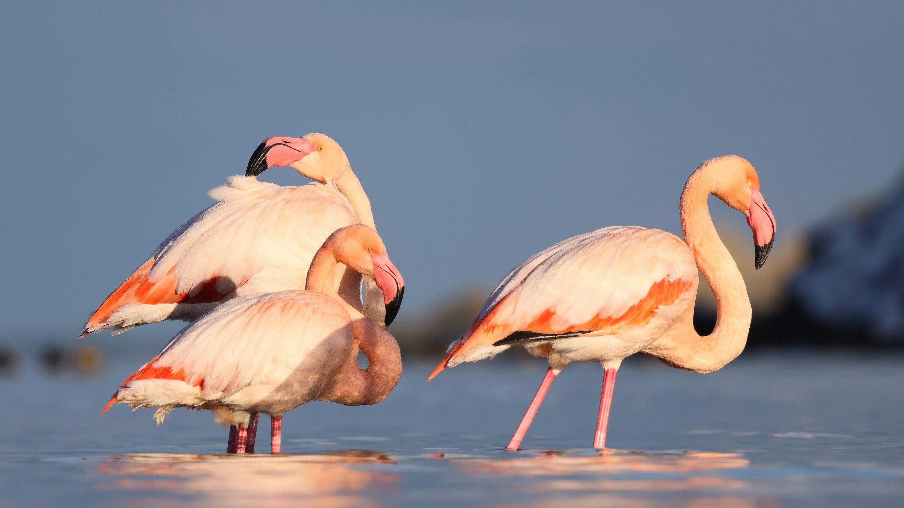 Flamingos draw attention after landing in Kastamonu stream