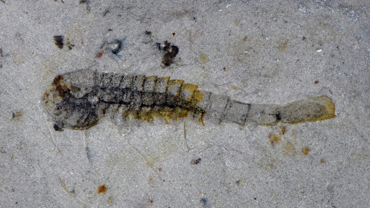 'Extraordinary' trove of ancient species found in China quarry