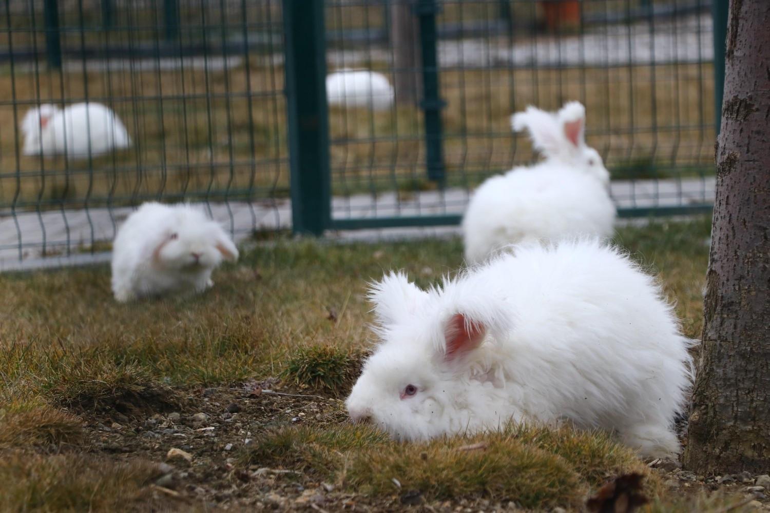 Ankara rabbit breed revived in its homeland