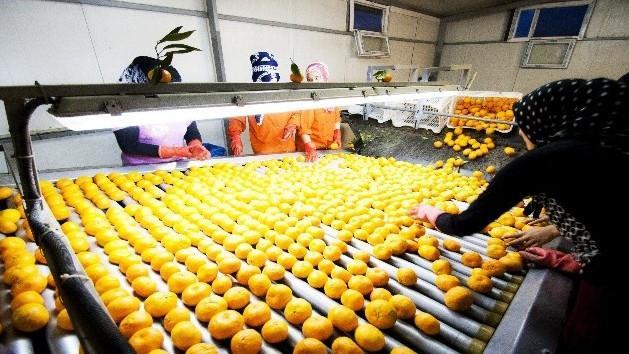 Fresh produce exports see minimal returns: Ministter
