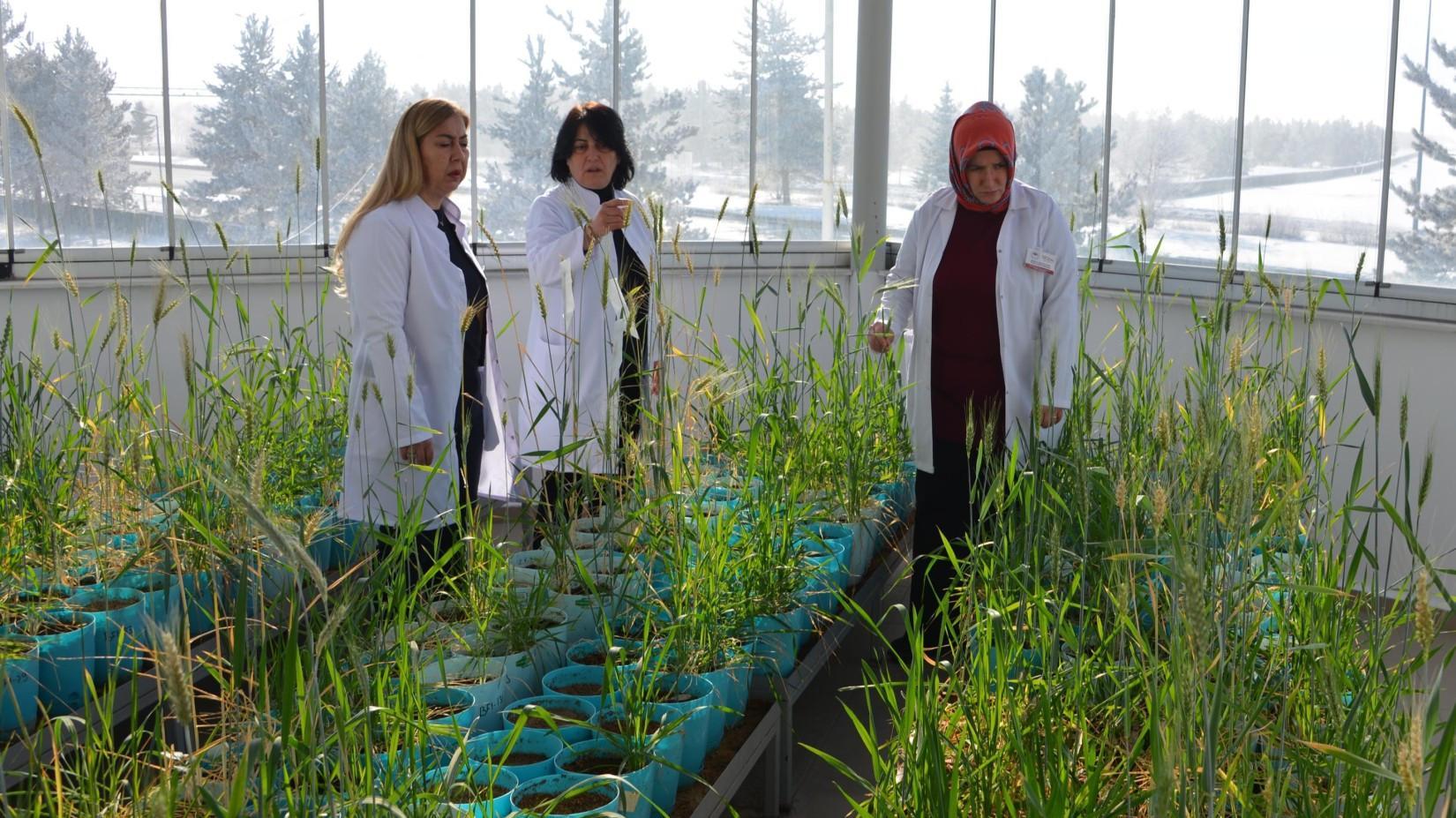 Türkiye develops cold-resistant crops in Erzurum research center