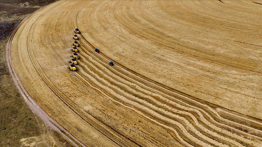 Türkiye expects record wheat production amid recent rainfall