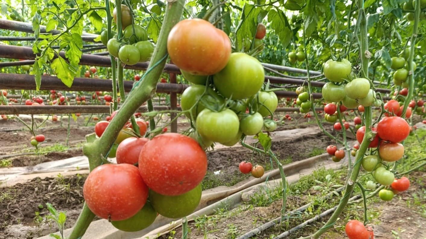 Russia moves to hike Turkish tomato import quota, report says