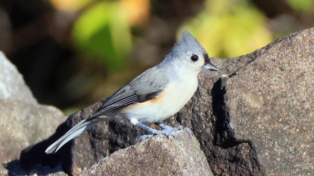 Noisy humans harm birds and affect breeding success