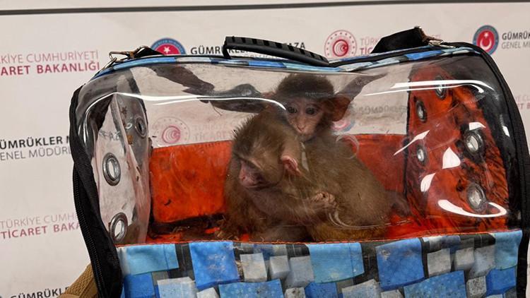 Sınırda büyük darbe! 85 bin canlı hayvana el konuldu