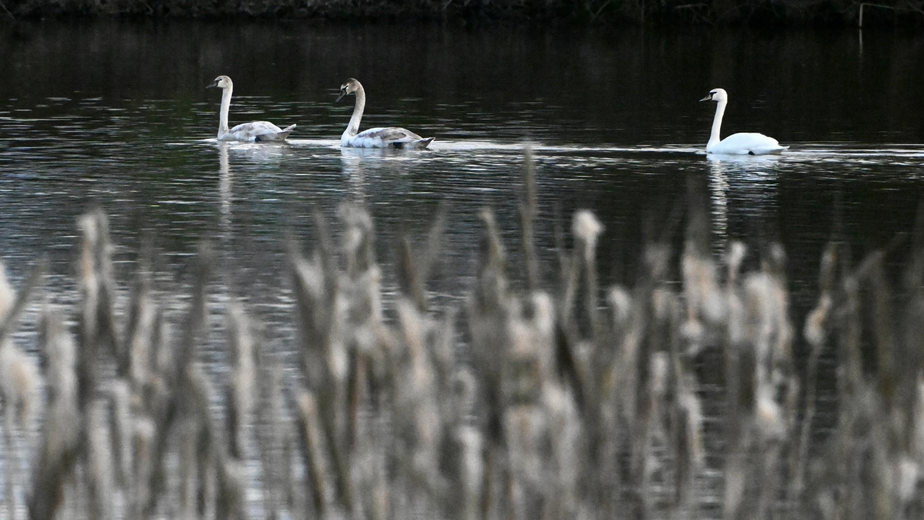 Exhausted swans monitored by conservation teams