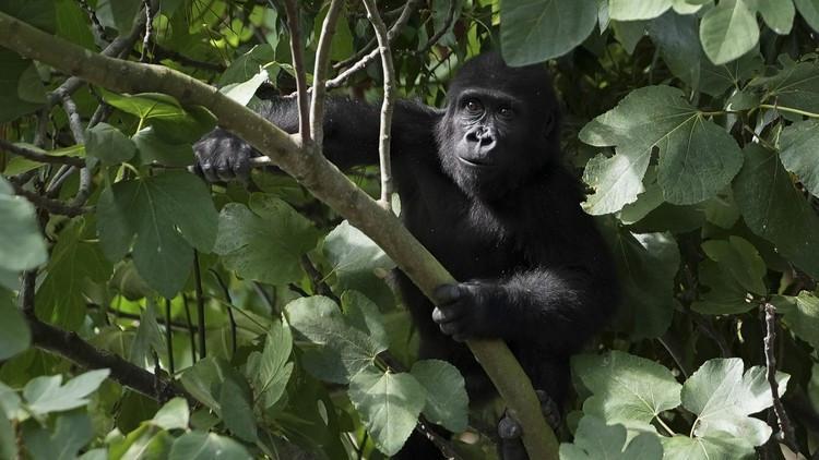 Türkiye thwarts massive wildlife smuggling attempts at border crossings