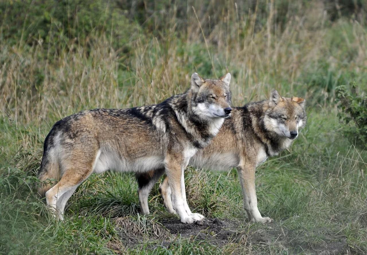 France to loosen rules on shooting wolves