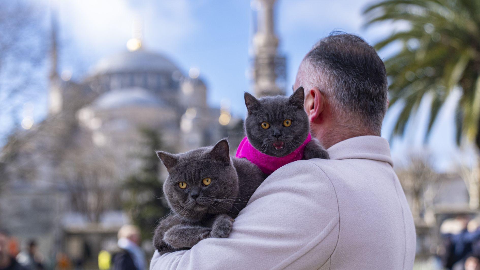 Istanbul’s ‘traveling cat’ now joined by his kitten