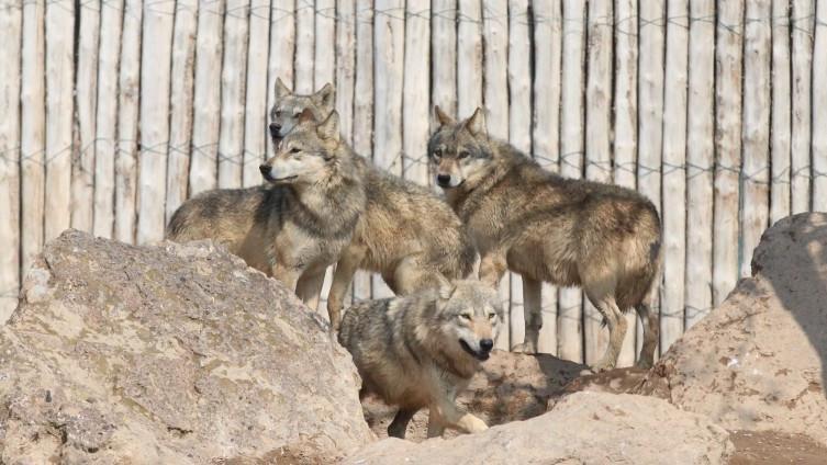 Roadkill wolf may provide key tissue for Türkiye’s genetic mapping project