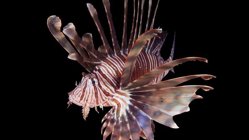 Türkiye to establish invasive alien species list, monitoring system