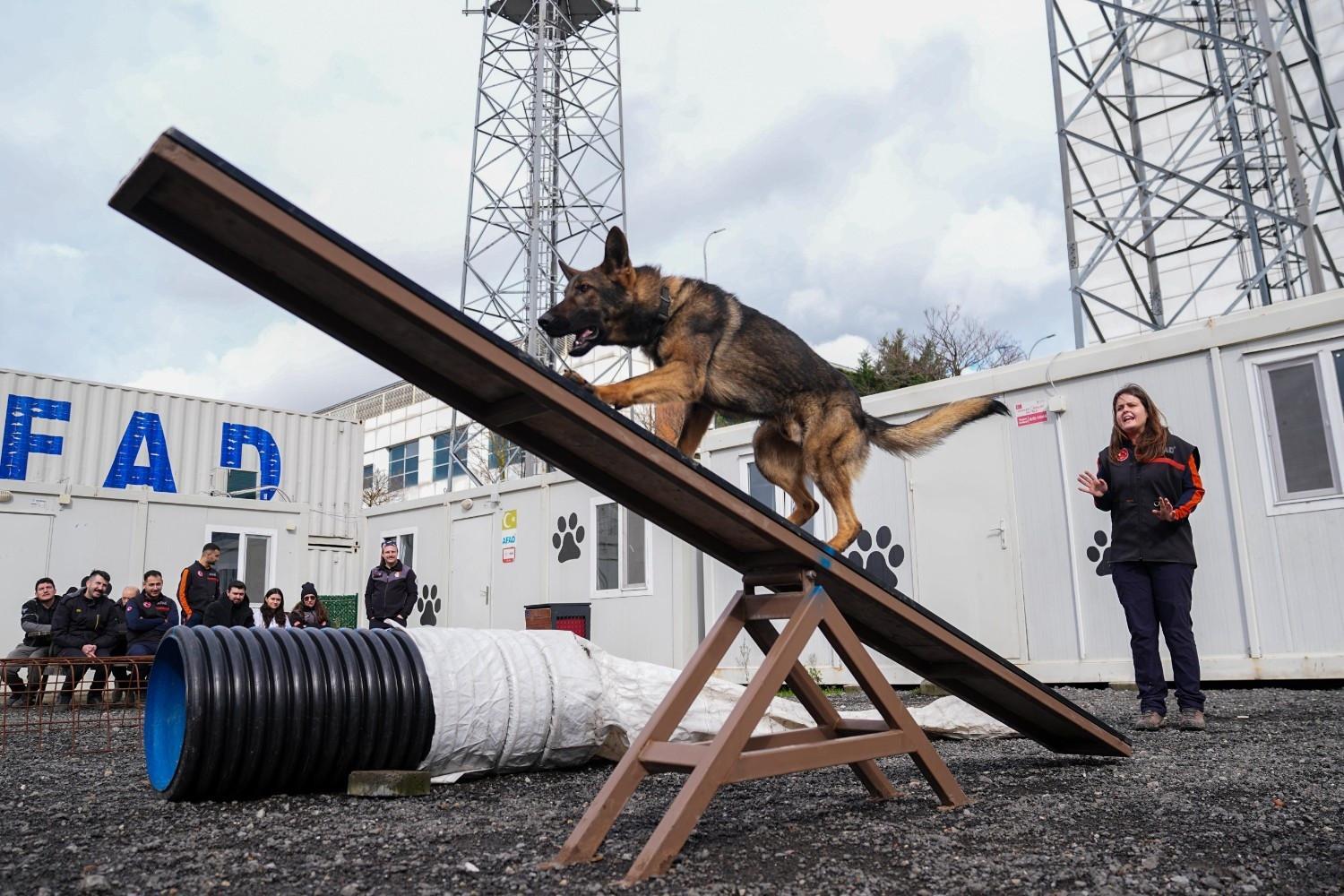 Istanbul trains household dogs for disaster search and rescue