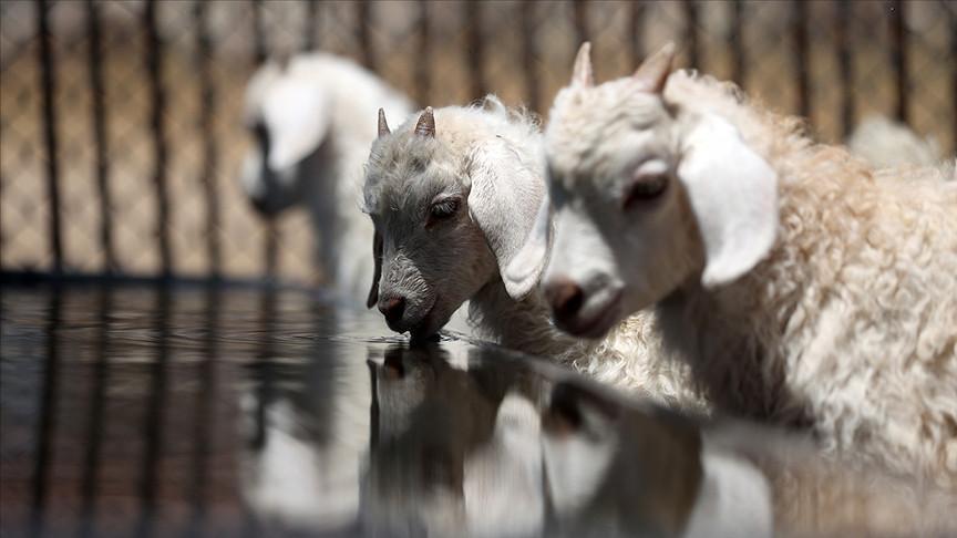 KIRSALDA BEREKET KÜÇÜKBAŞA DESTEK ŞARTLARI VE BAŞVURU TARİHİ 2026 | Ziraat Bankası 2 yıl geri ödemesiz faizsiz çiftçi kredi desteği nasıl alınır Kırsalda bereket küçükbaşa destek projesi başvurusu hangi illerde, başvurular nasıl ve ne zaman yapılır