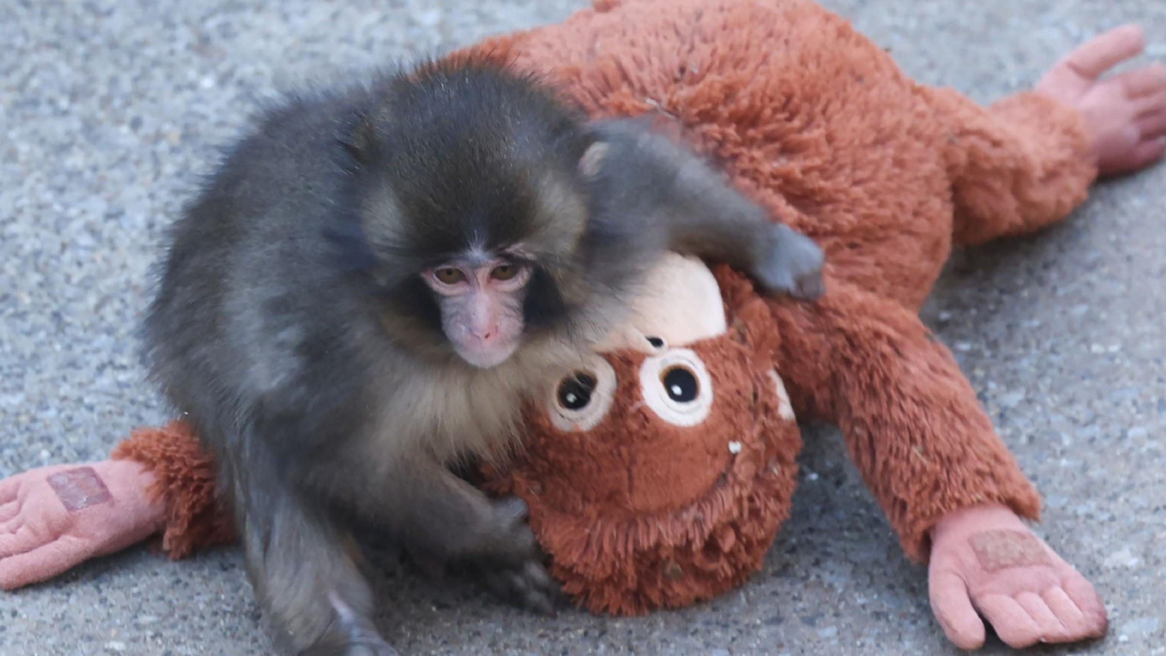 Rights group slams treatment of viral Japanese monkey