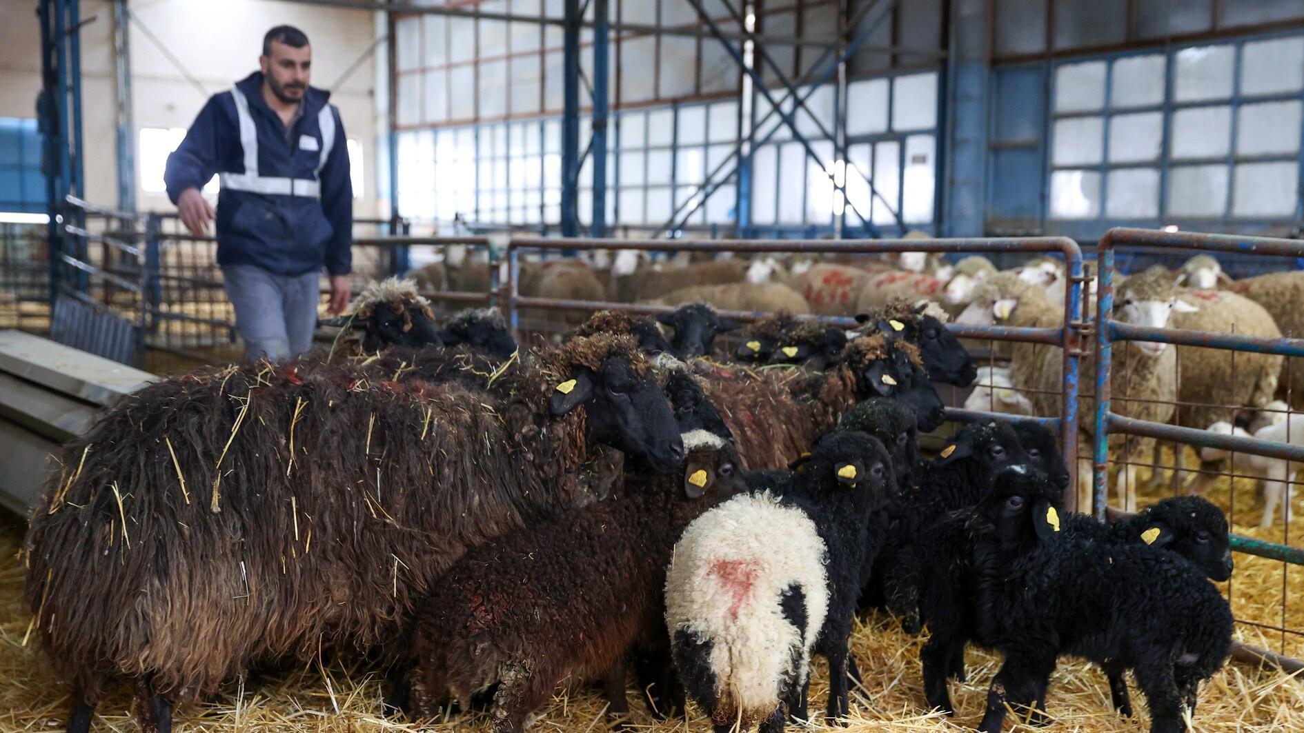 Endangered native sheep breed preserved at Konya research institute