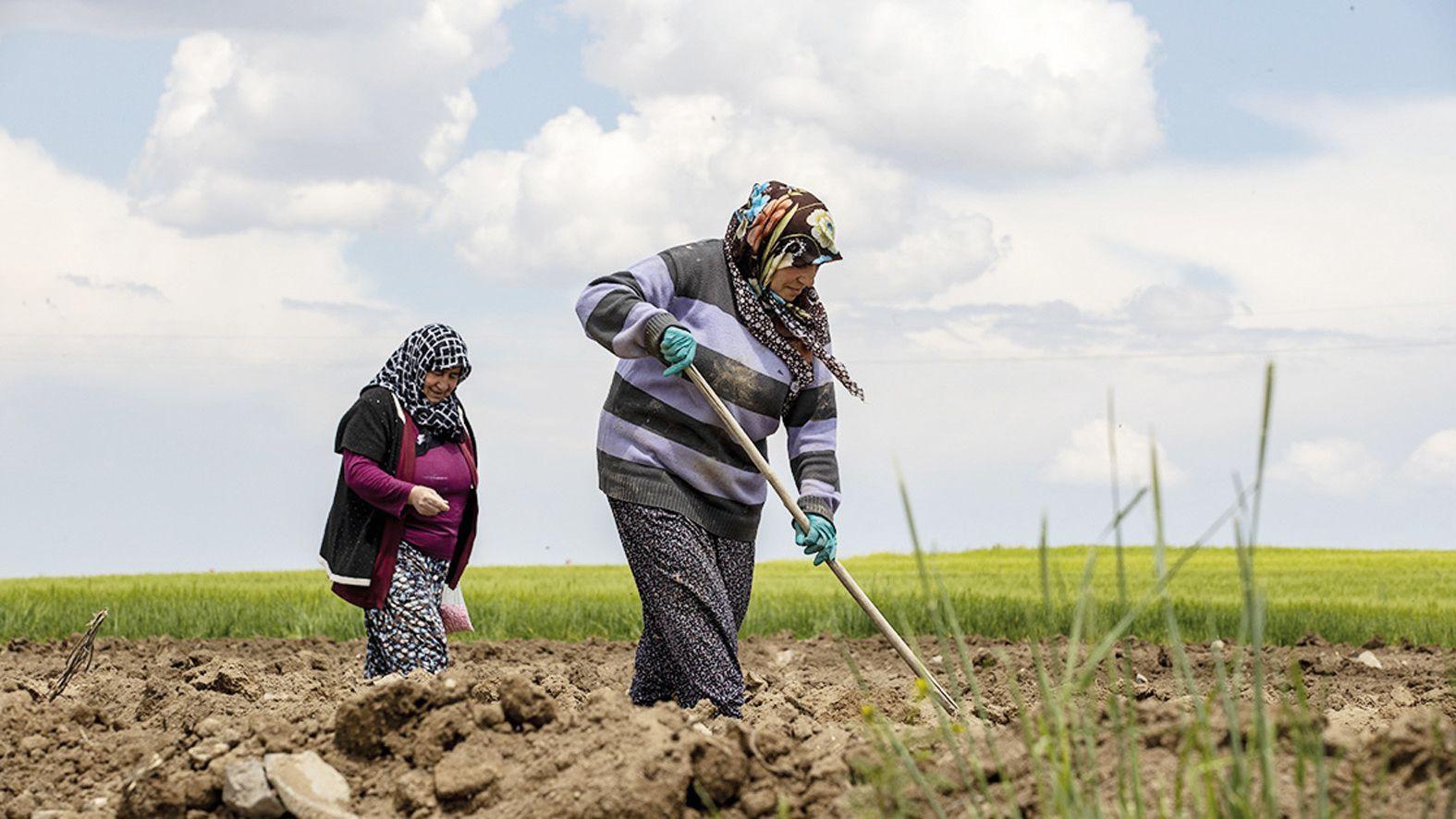 Türkiye’s registered farmers rise by 190,000 in five years