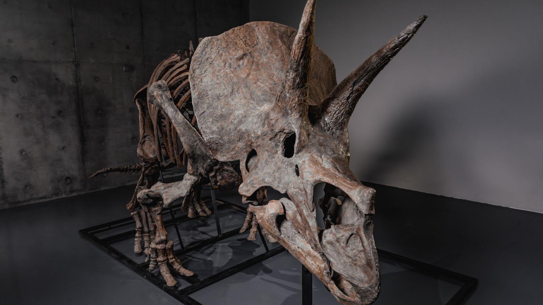 Triceratops skeleton heads to auction