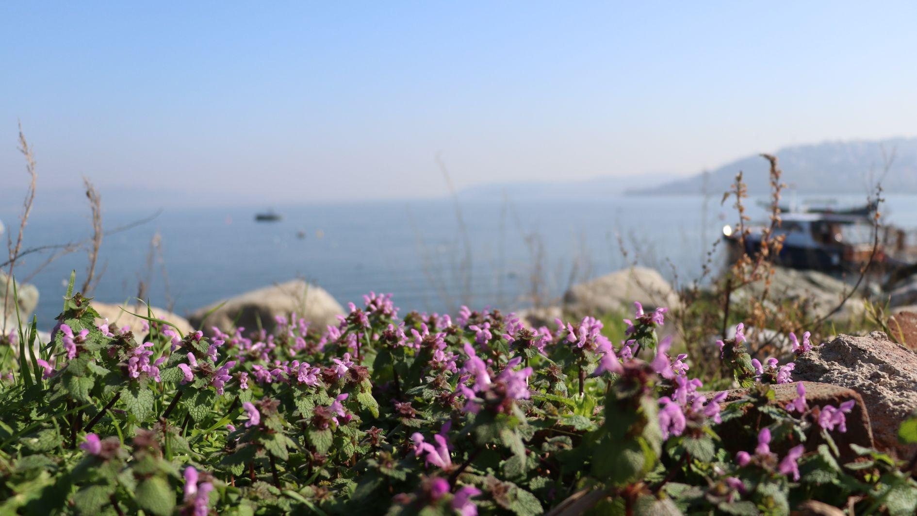 Ethnobotanical heritage around Lake Sapanca documented