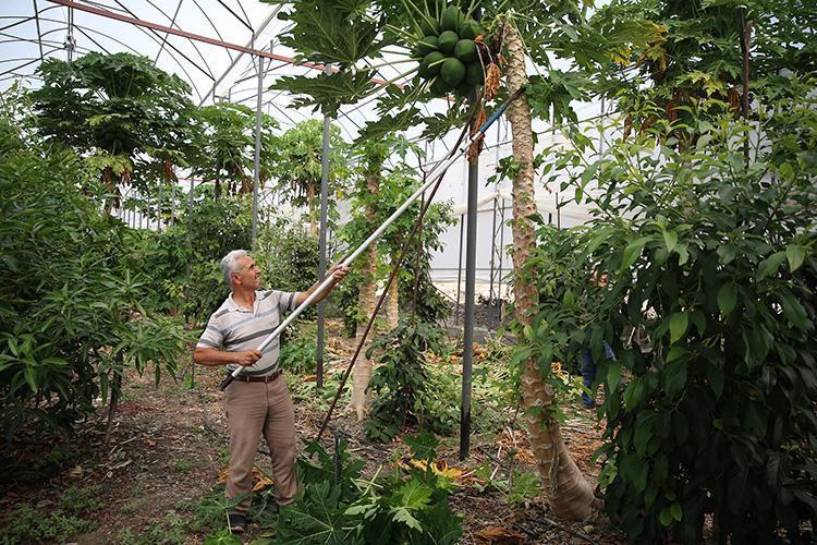 Alanya to train tropical fruit growers on sustainable practices