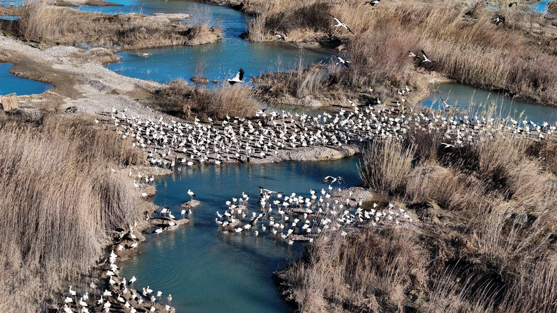 Storks and pelicans stop in Mersin as spring arrives
