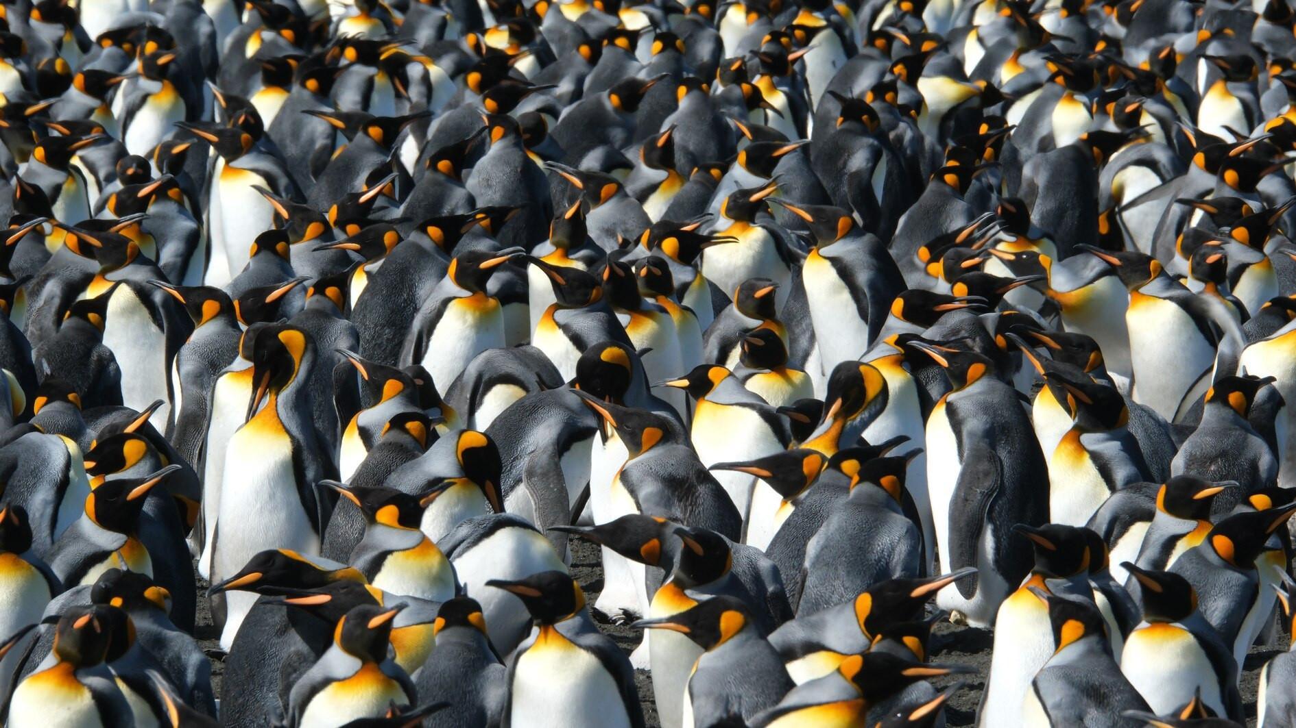 King penguins temporarily benefit from warming world