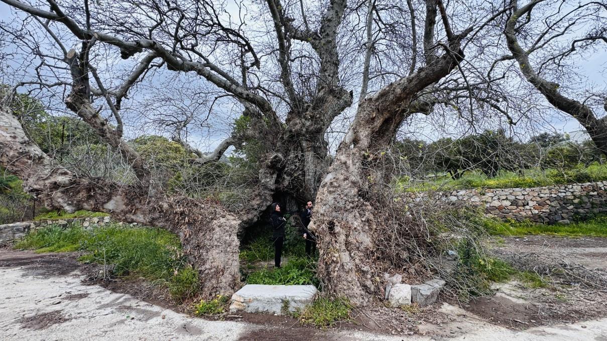 Hiker discovers massive plane tree believed to be 2,000 years old