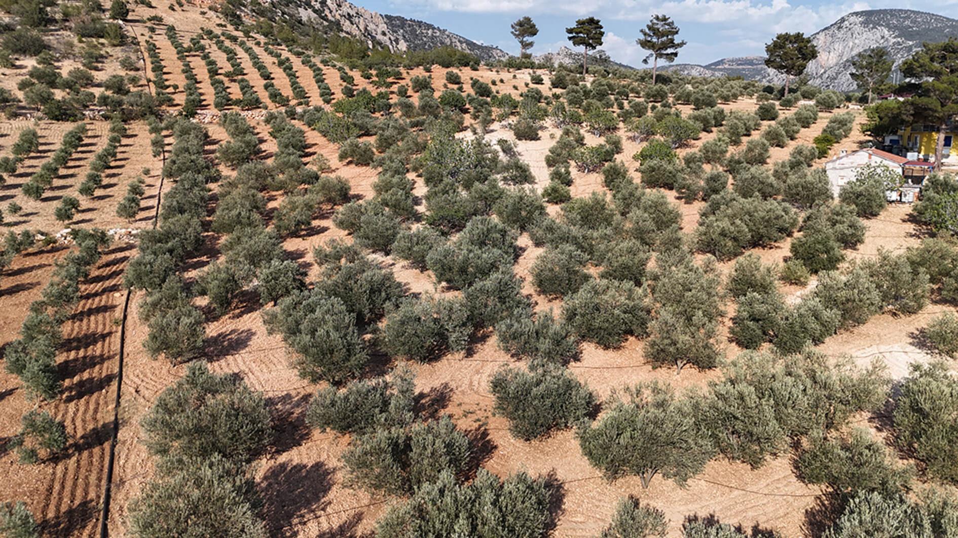 Türkiye maps climate adaptation strategy for olives as drought pressures mount