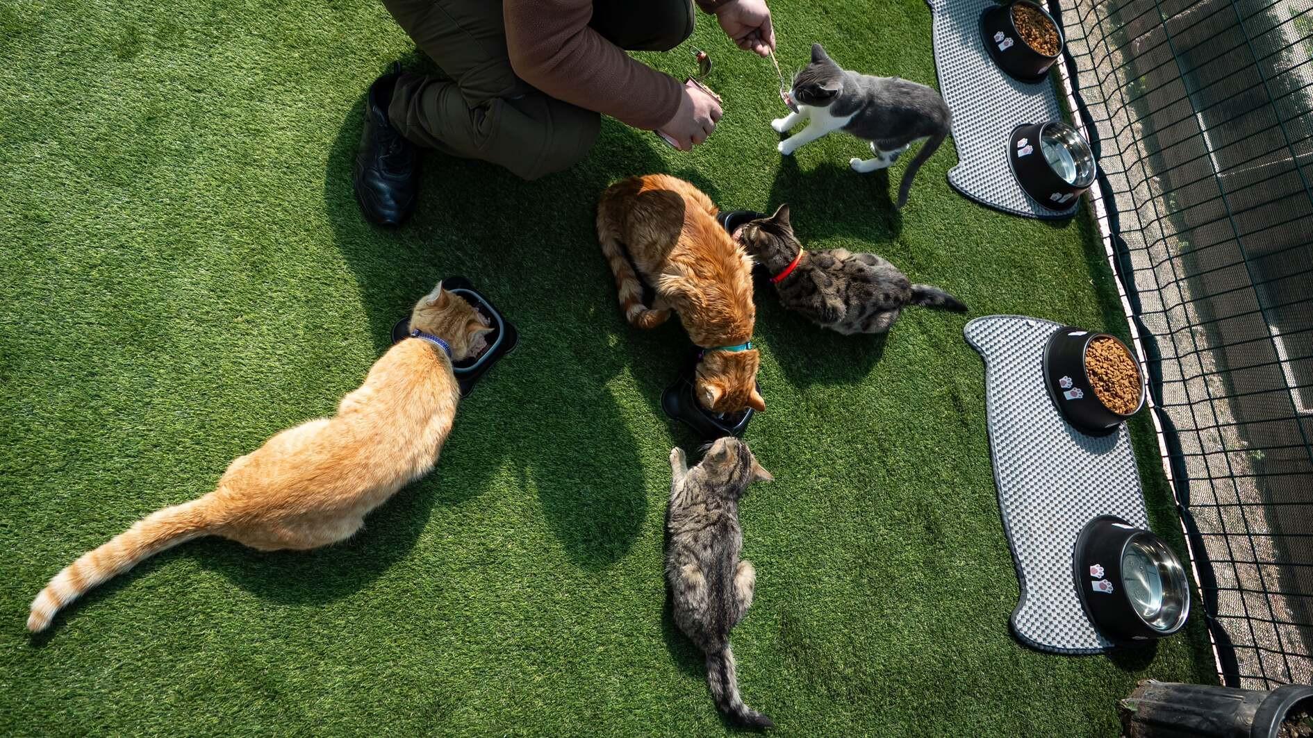 Turkish parliament turns cat-friendly sanctuary