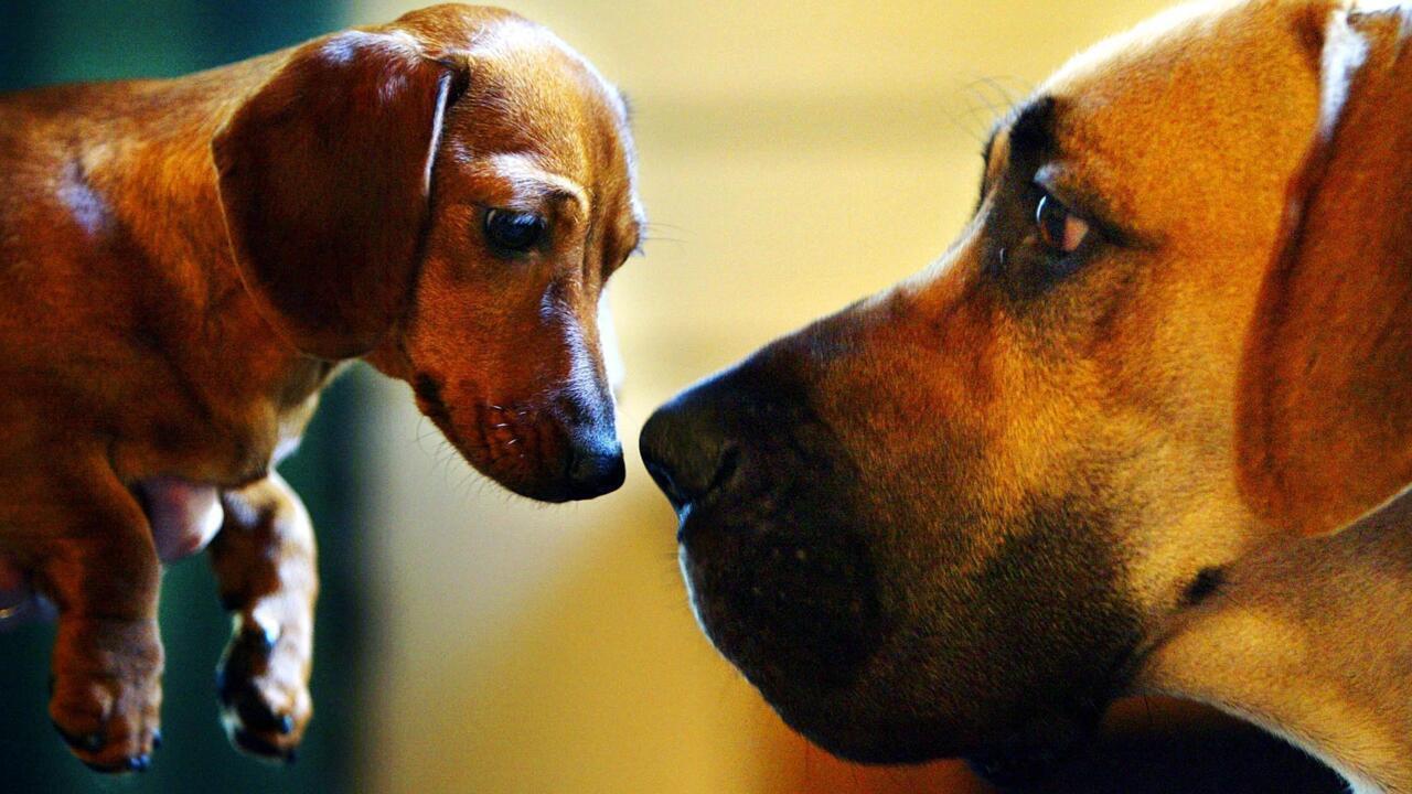 Oldest dog DNA suggests 16,000 years of human companionship