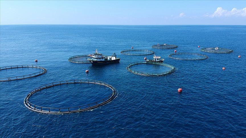 Turkish seafood exports set for new record this year