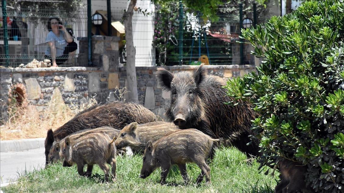 Türkiye to allow controlled hunting of non-protected wild animals in risk situations