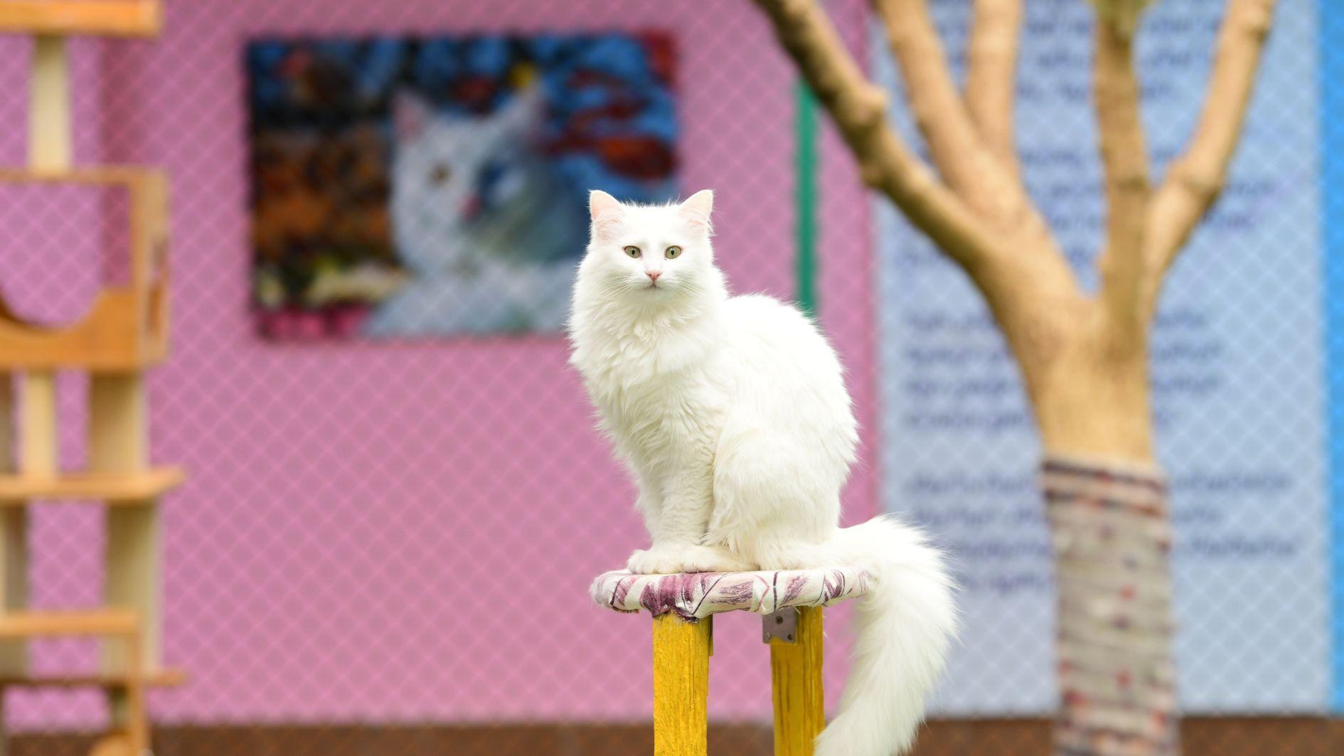 Van cat research center welcomes first litters of 2026