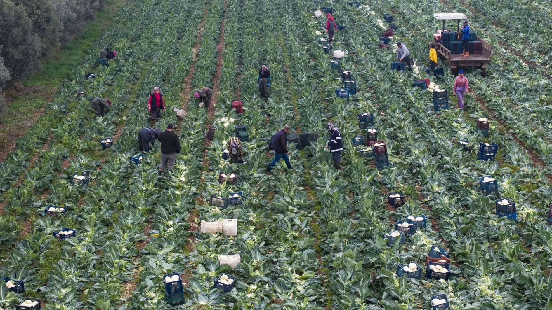 Pesticides found in home-cooked dinner plates in Türkiye, study says