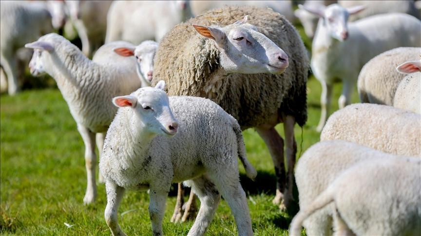 KIRSALDA BEREKET KÜÇÜKBAŞA DESTEK BAŞVURULARI NE ZAMAN