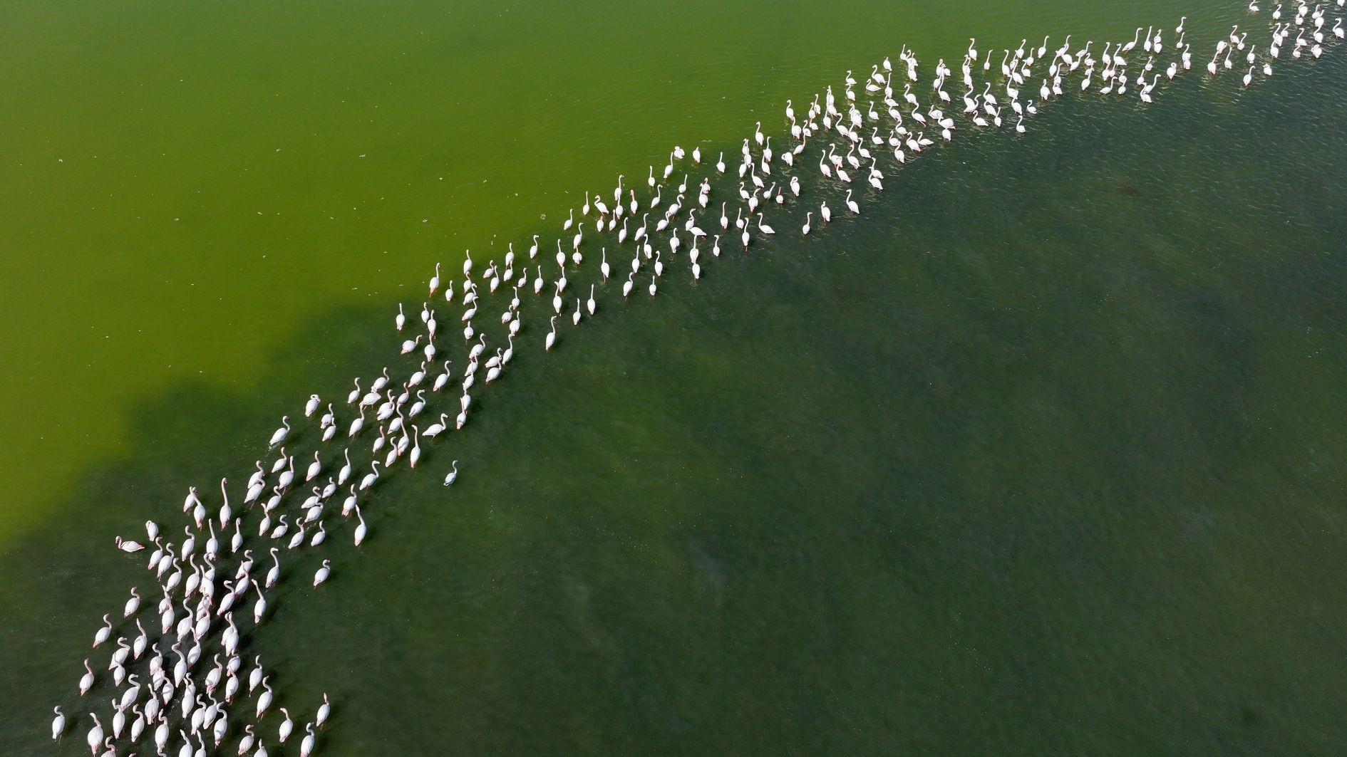 Flamingos return to Tuzla Palas Lake after decades