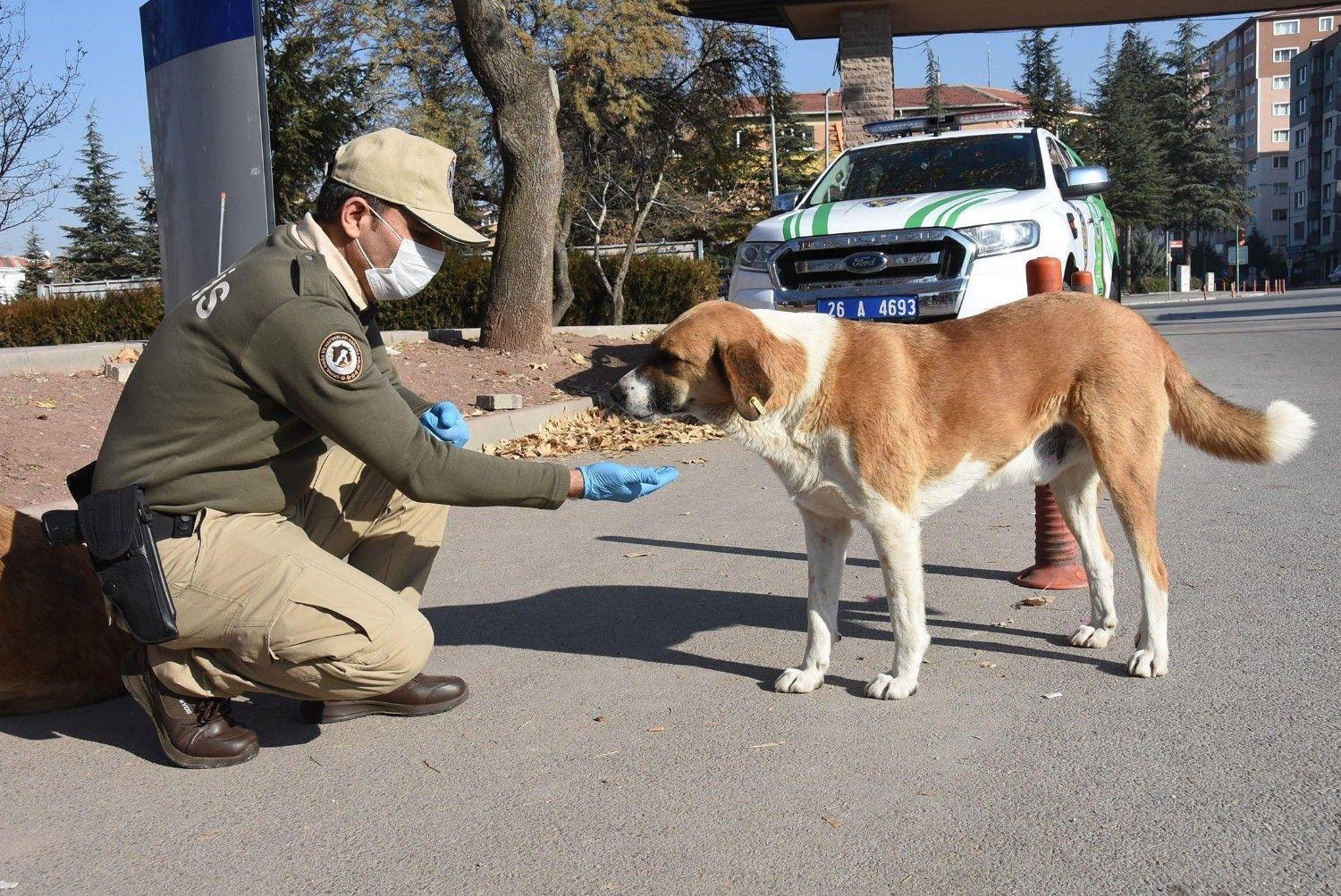 Türkiye collects 75 pct of stray animals, minister says