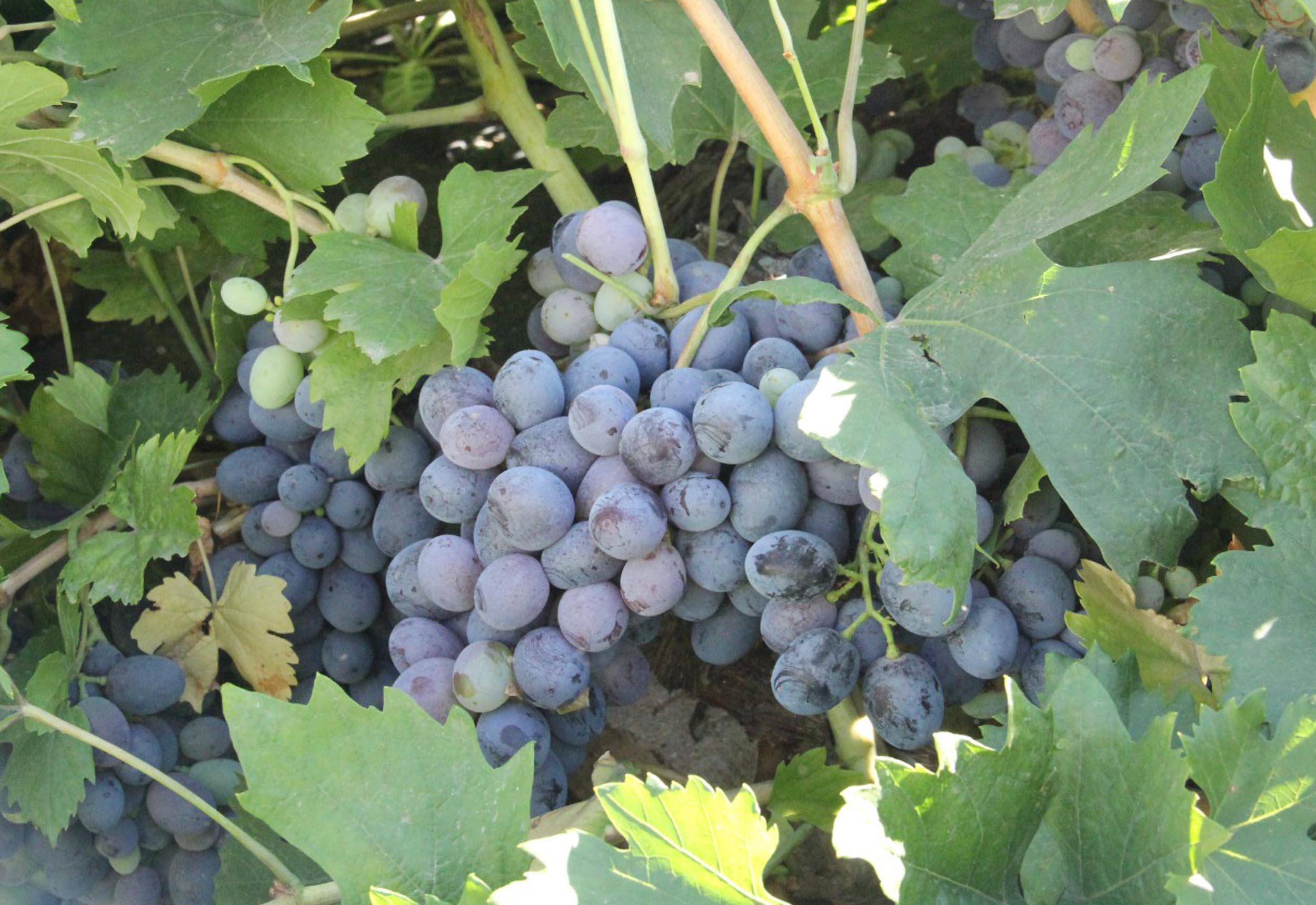 Erzincan’s tulum cheese, Cimin grape enter global Ark of Taste