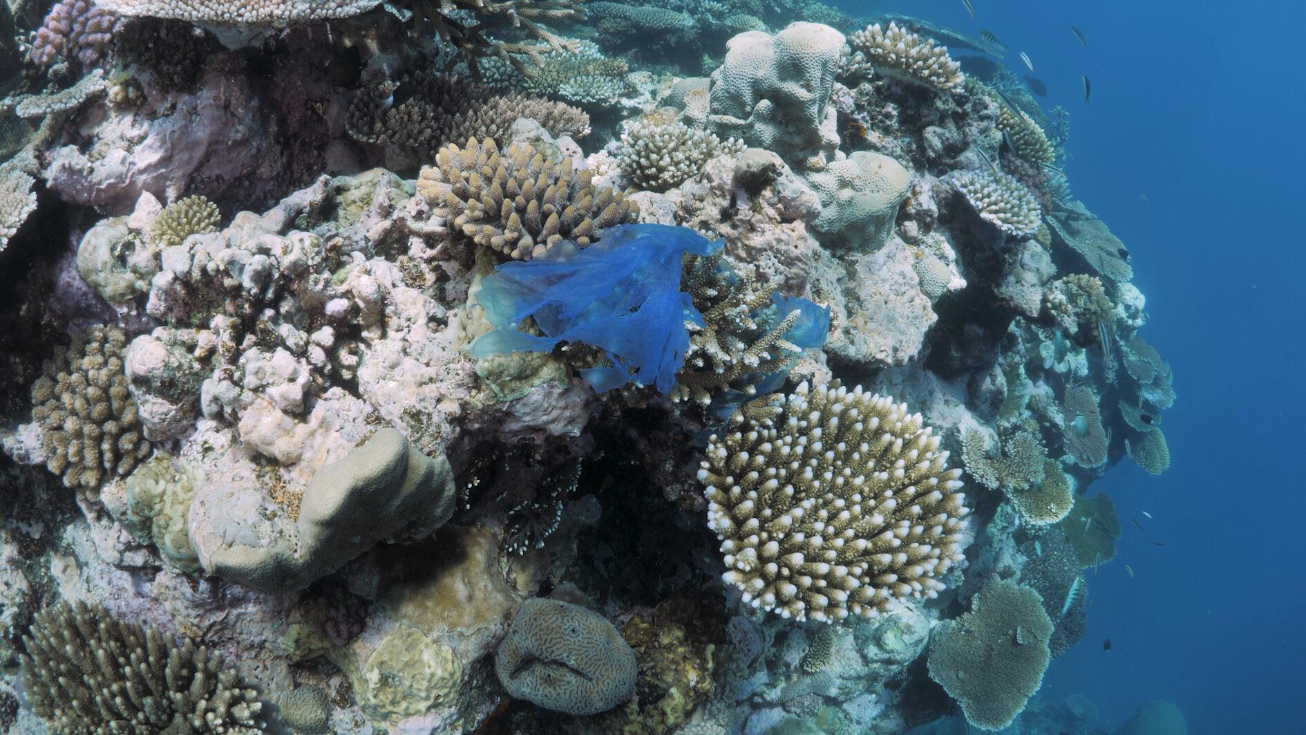 Türkiye launches coral restoration project in Marmara Sea