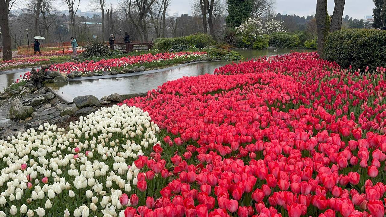 Millions of tulips blossom in Istanbul, drawing crowds to iconic parks