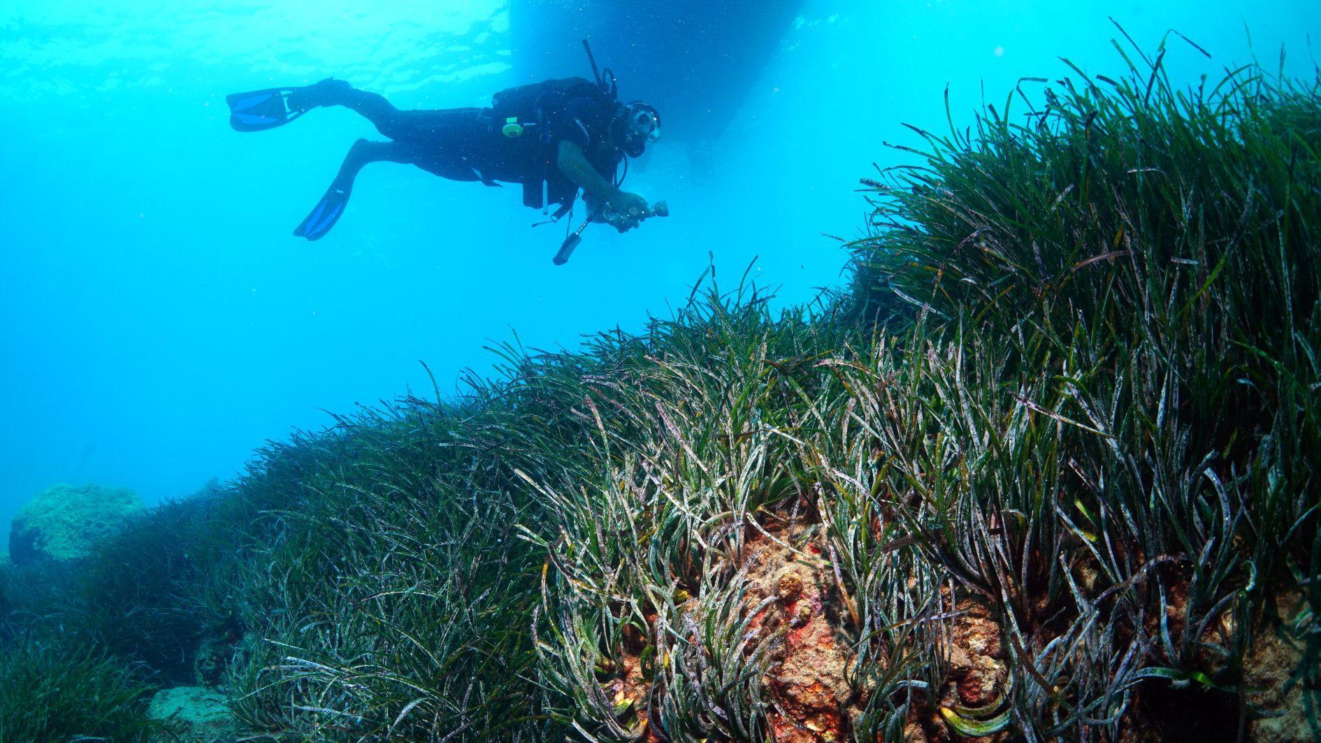 Seagrass meadows on Antalya coast to be monitored, restored
