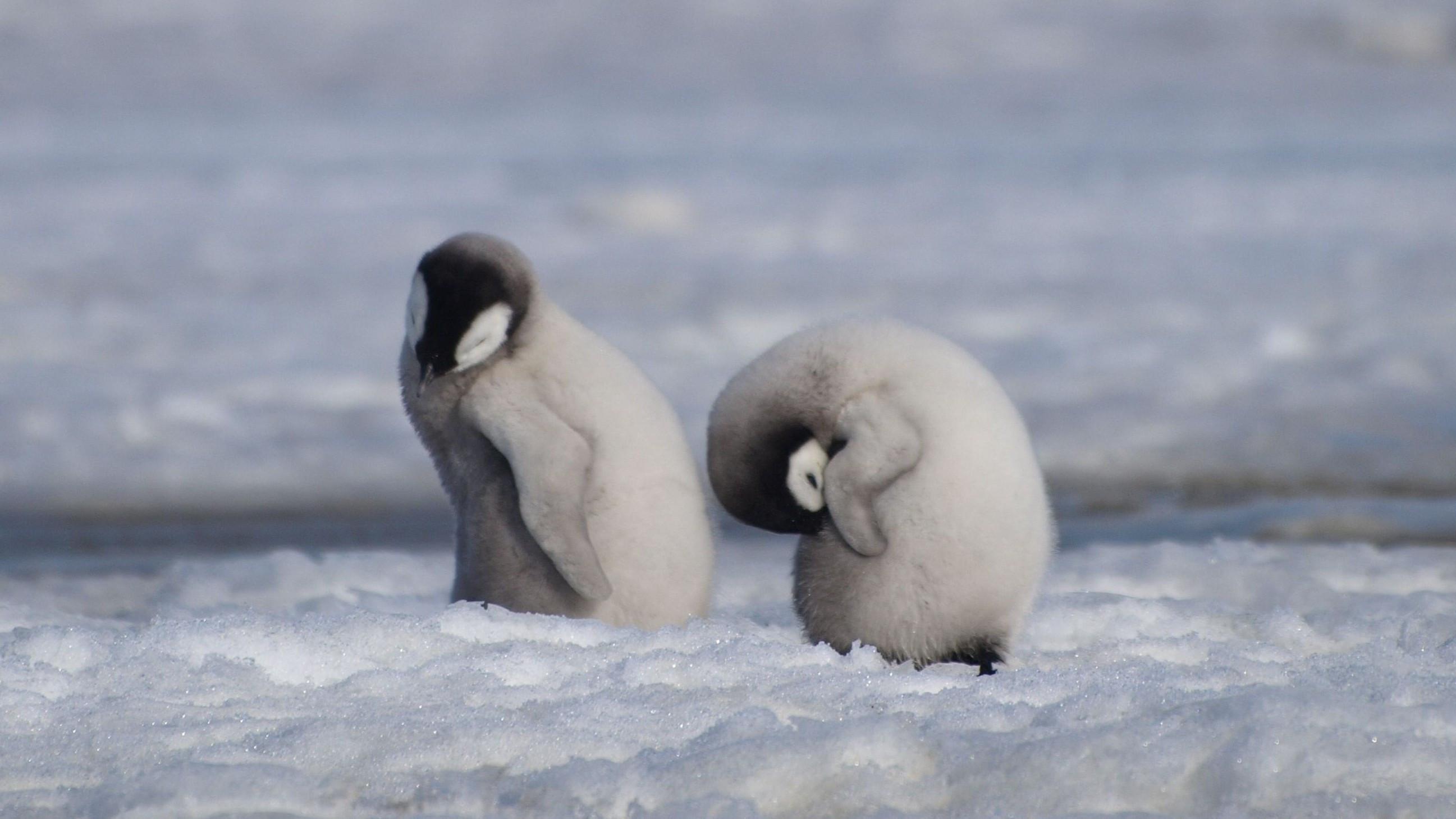 Emperor penguins listed as endangered species: IUCN