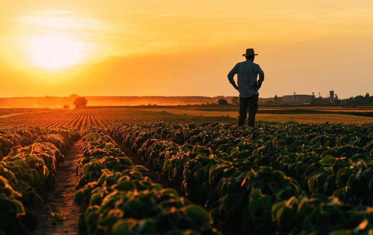 TARIMSAL DESTEK ÖDEMESİ GÖRÜNTÜLEME EKRANI
